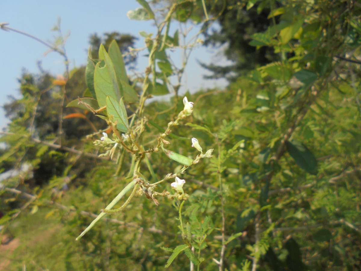 Teramnus labialis (L.f.) Spreng.